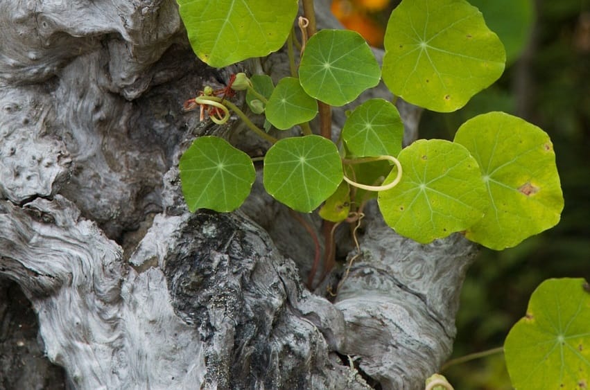 Black rot aux jardins