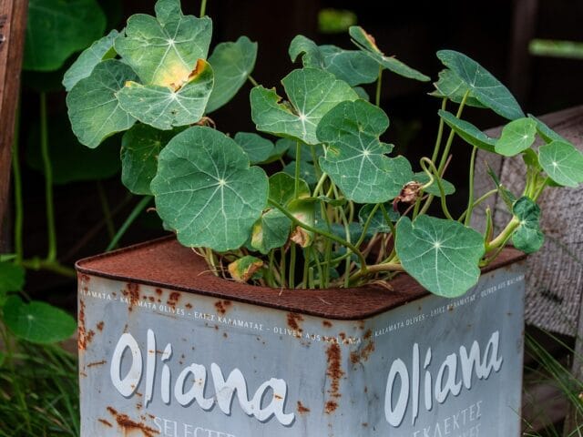 Black rot aux jardins