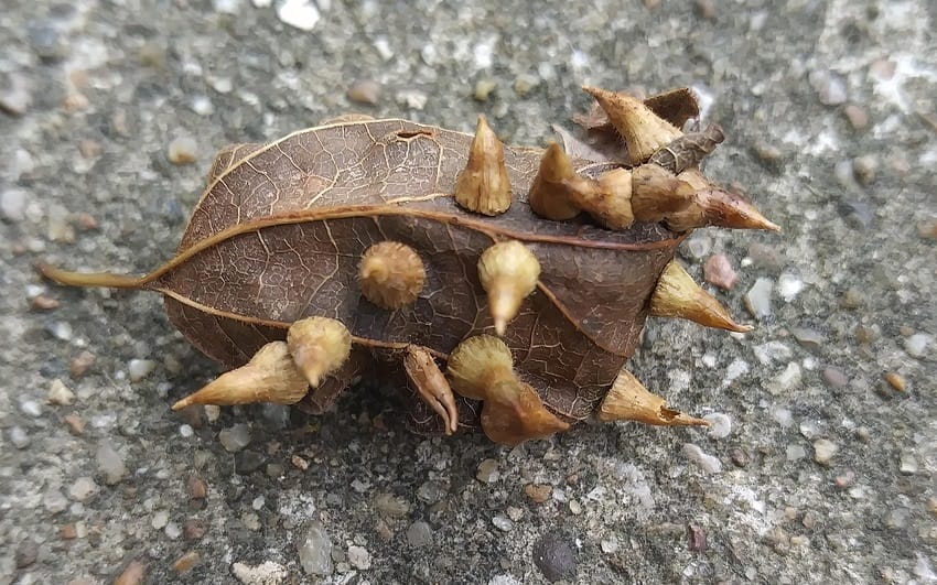 Cécidomyie phytophage