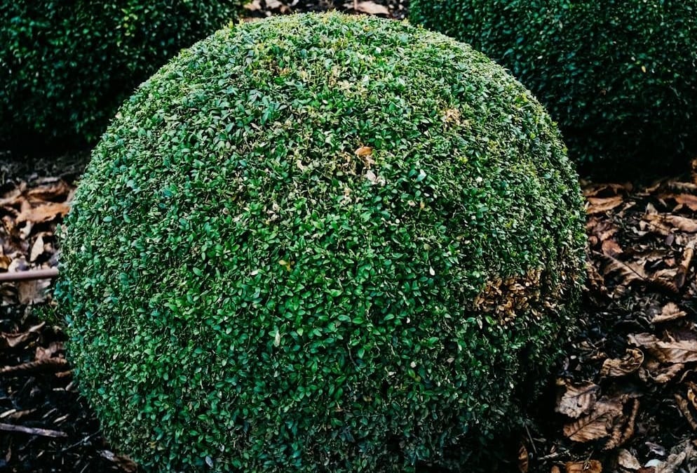 Cécidomyie phytophage