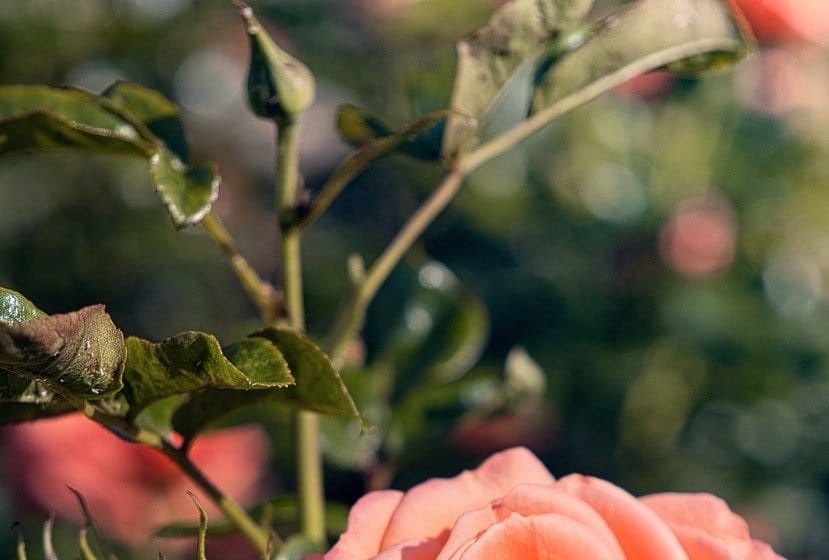 Cécidomyie phytophage