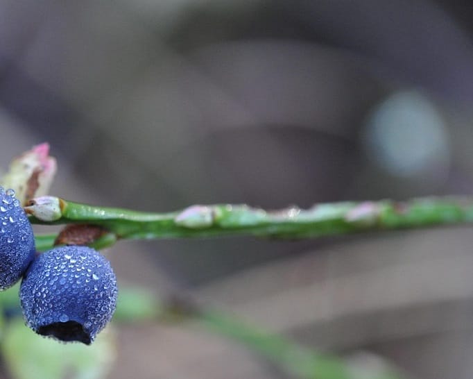 Cécidomyie ravageuse