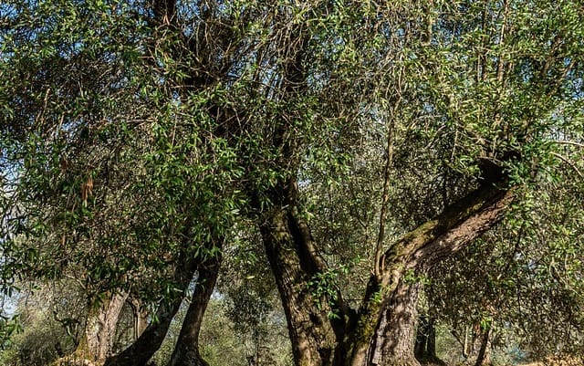 Cécidomyie ravageuse