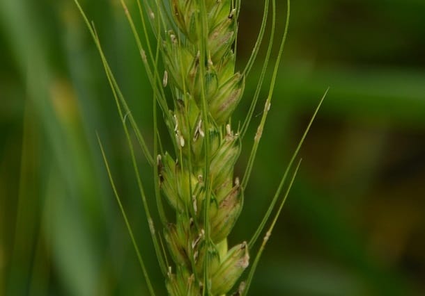 Cécidomyie ravageuse