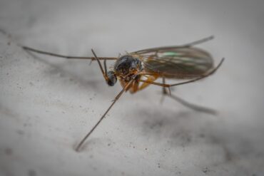 Taches noires aux jardins (Rosier) : 3 luttes efficaces.