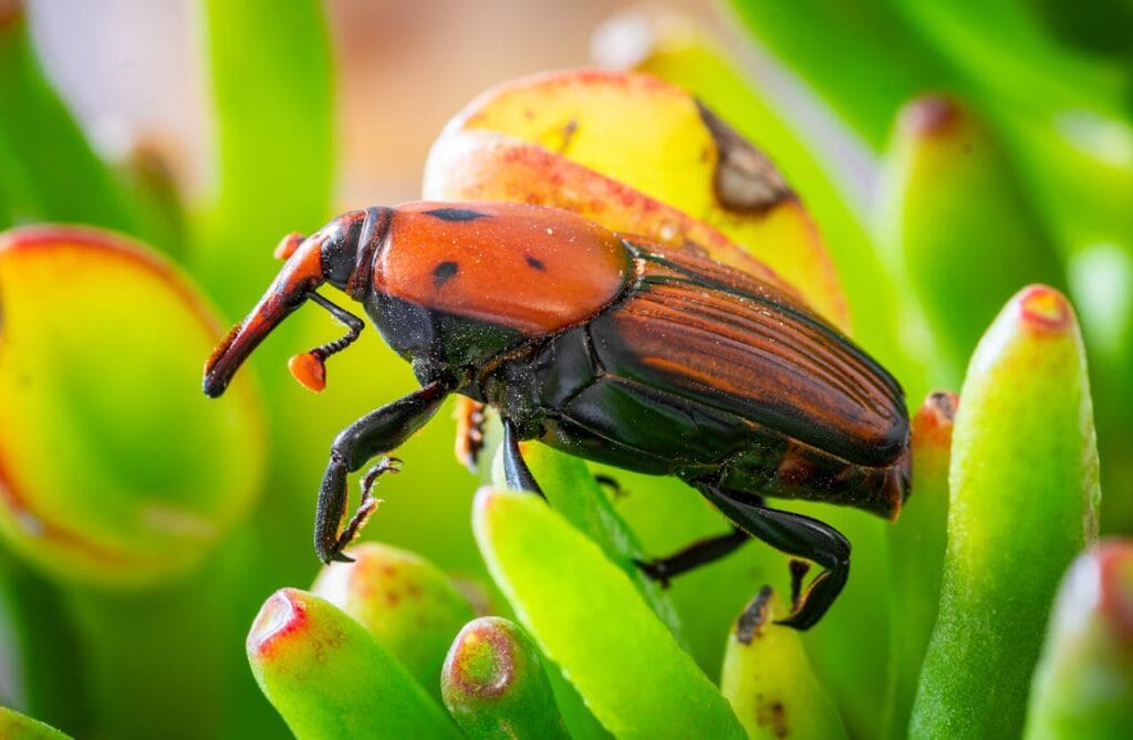 Charançons phytophages aux jardins