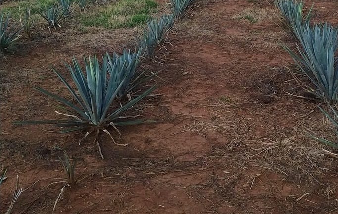 Charançons phytophages aux jardins