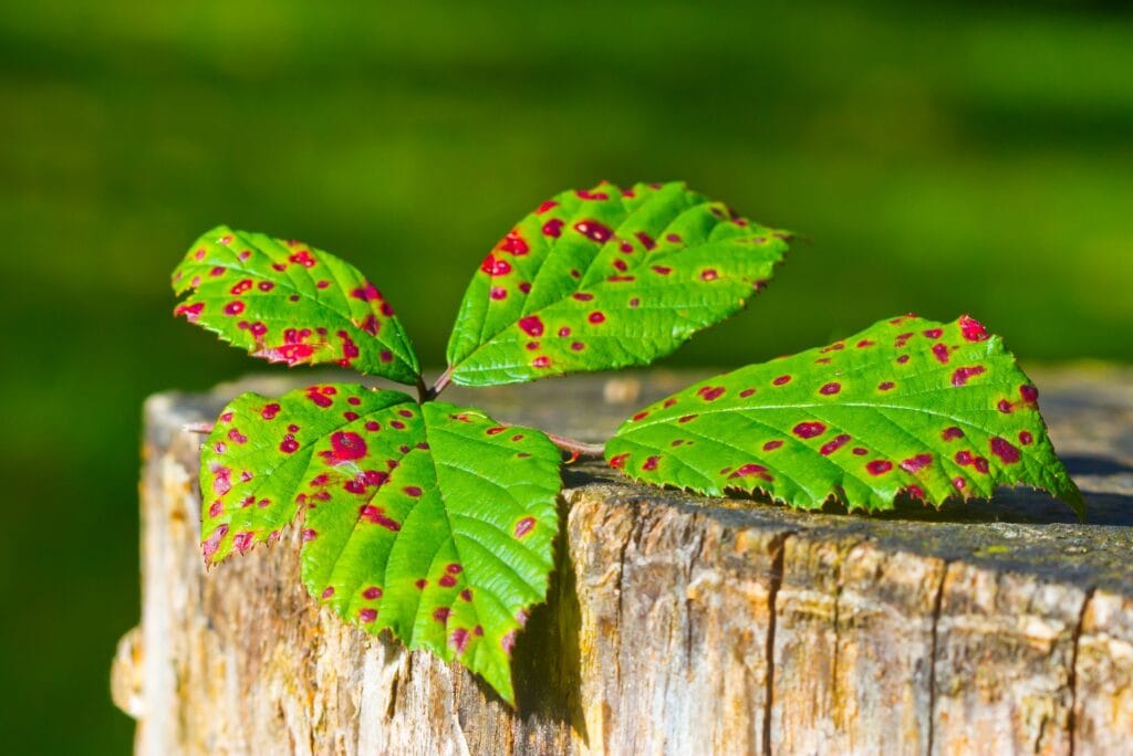 Taches pourpres des cultures