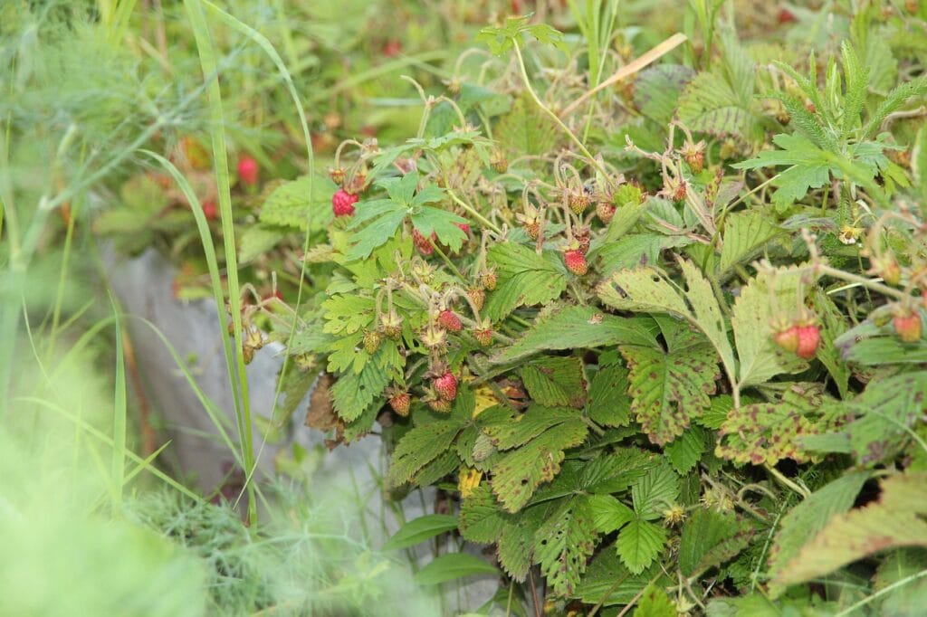 Taches pourpres des cultures