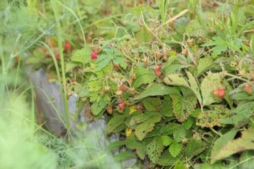 Taches noires aux jardins (Rosier) : 3 luttes efficaces.