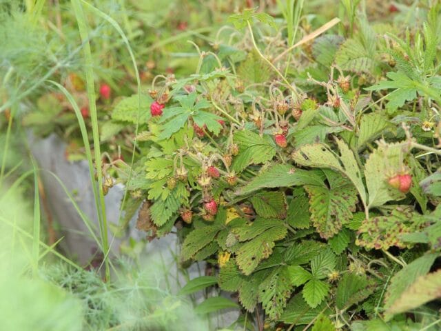 Taches pourpres des cultures