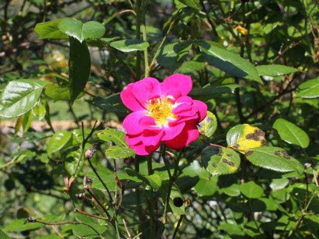 Taches noires aux jardins