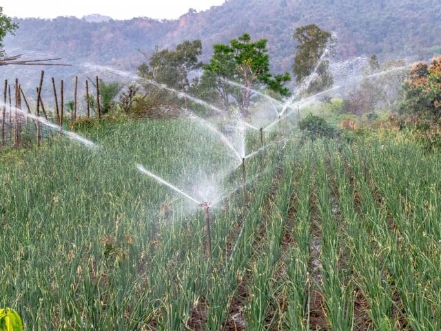 Besoin des plantes en eau