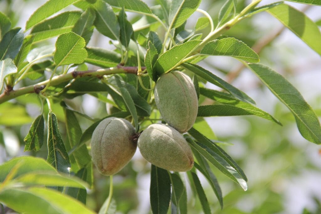 Maladies et ravageurs d’Amandier