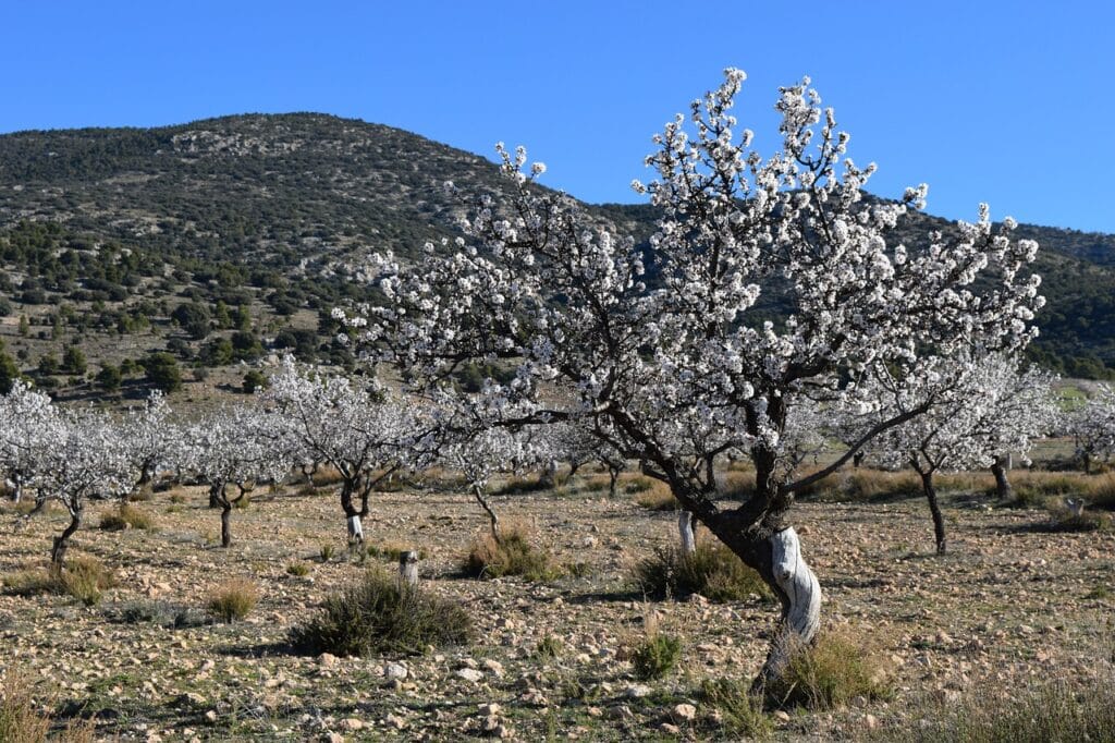 Maladies et ravageurs d’Amandier