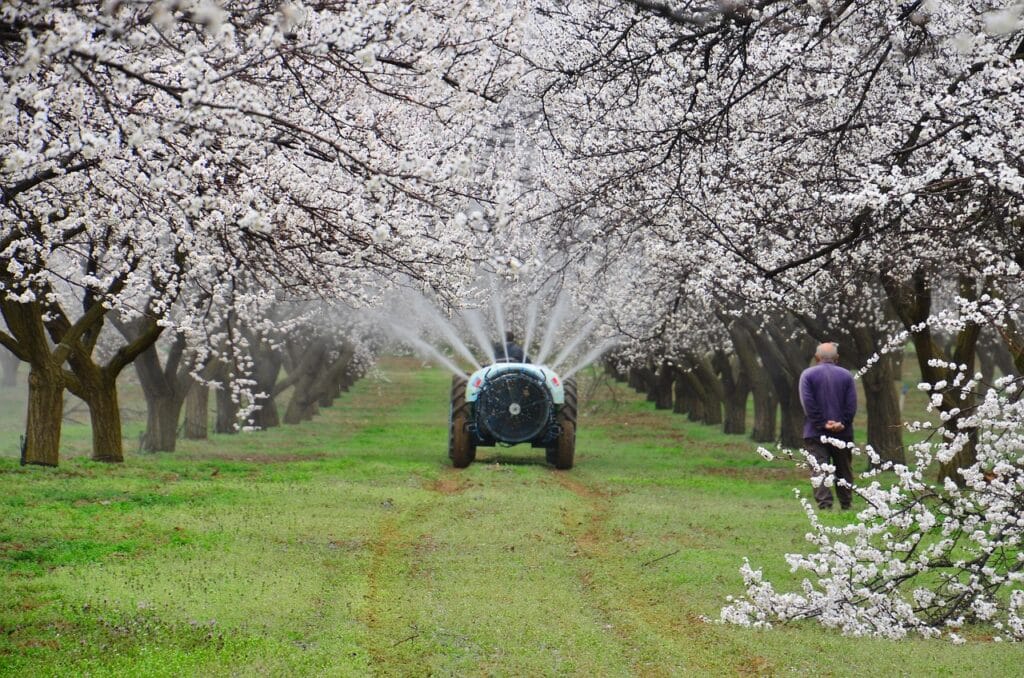 Maladies et ravageurs d’Abricotier