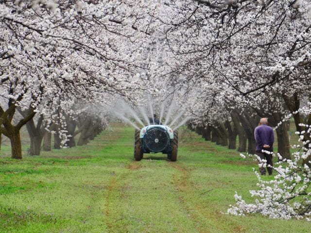 Maladies et ravageurs d’Abricotier