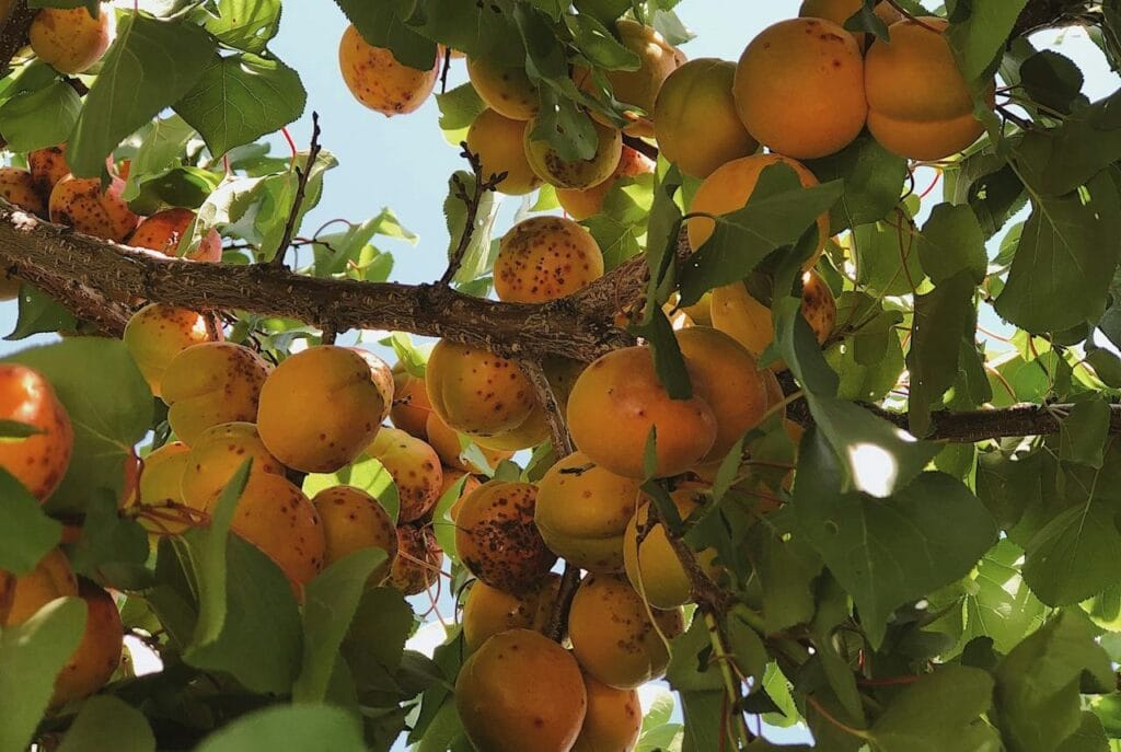 Maladies et ravageurs d’Abricotier