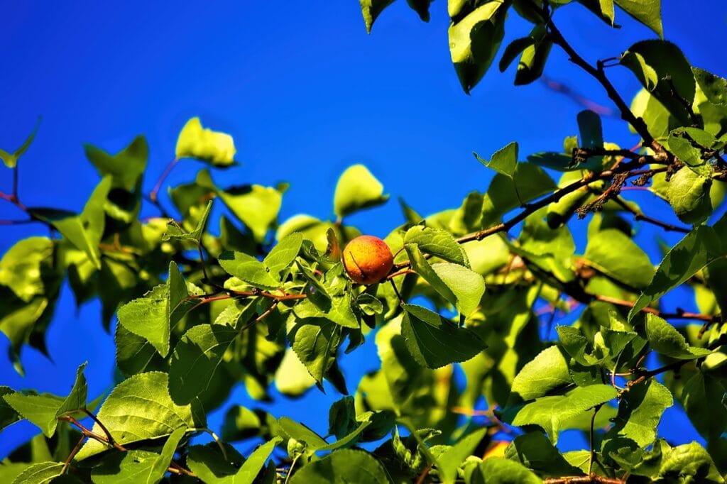 Maladies et ravageurs d’Abricotier