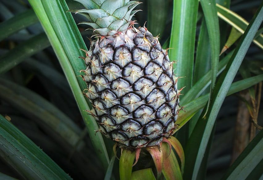 Culture assez sensible à la salinité