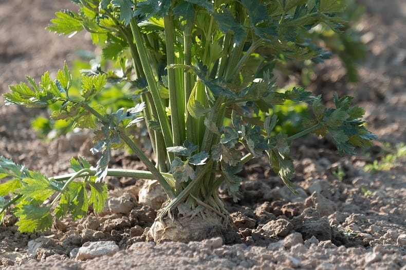 Culture assez sensible à la salinité