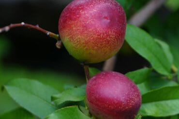 Besoins des cultures en eau : Cultures les plus exigeantes !