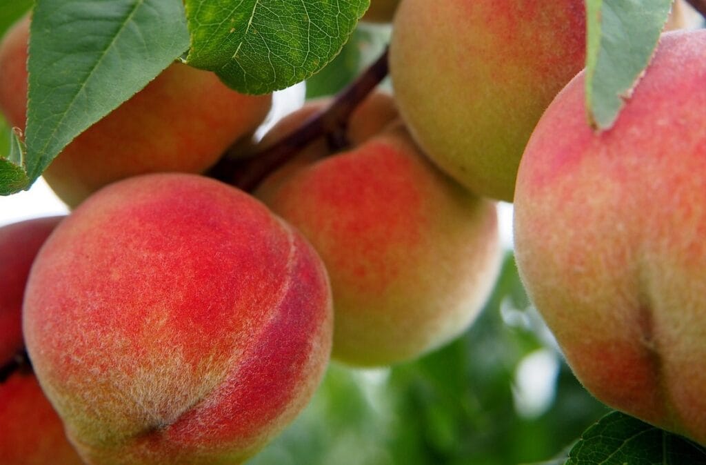 Maladies et ravageurs de Pêcher