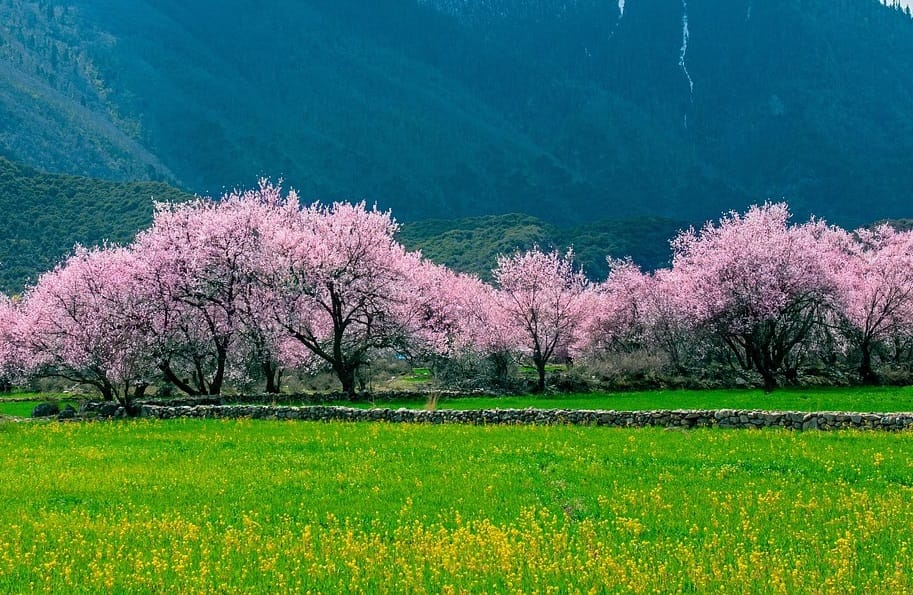 Maladies et ravageurs de Pêcher