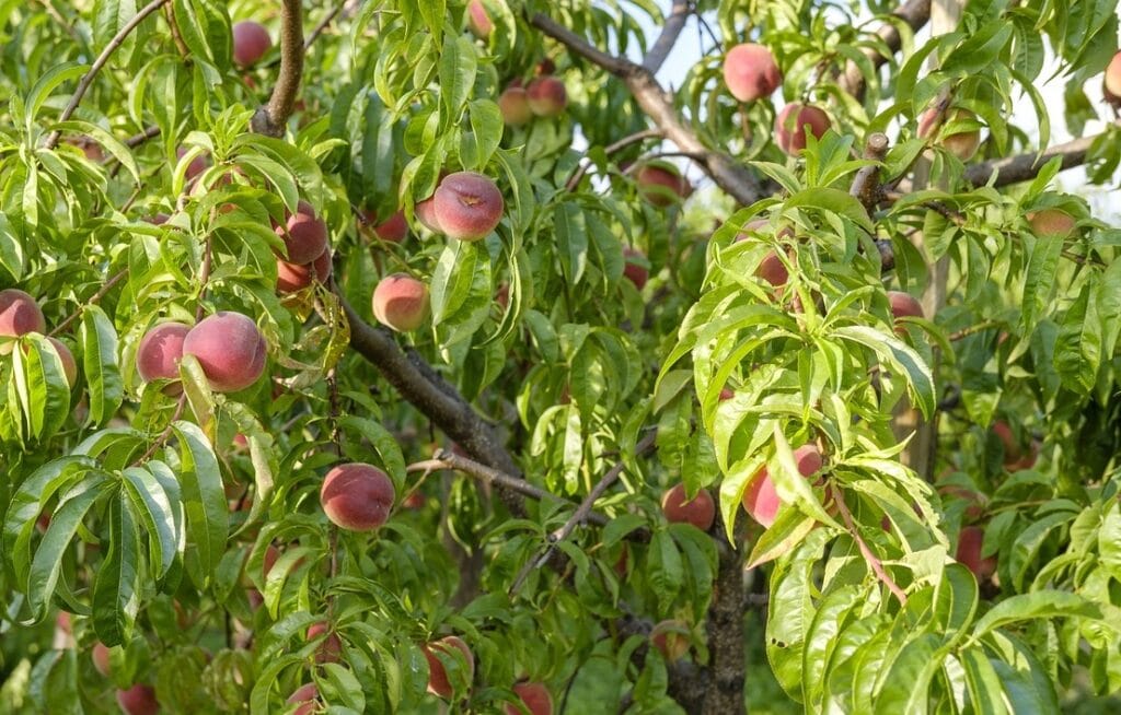 Cloque du pêcher chez cultures