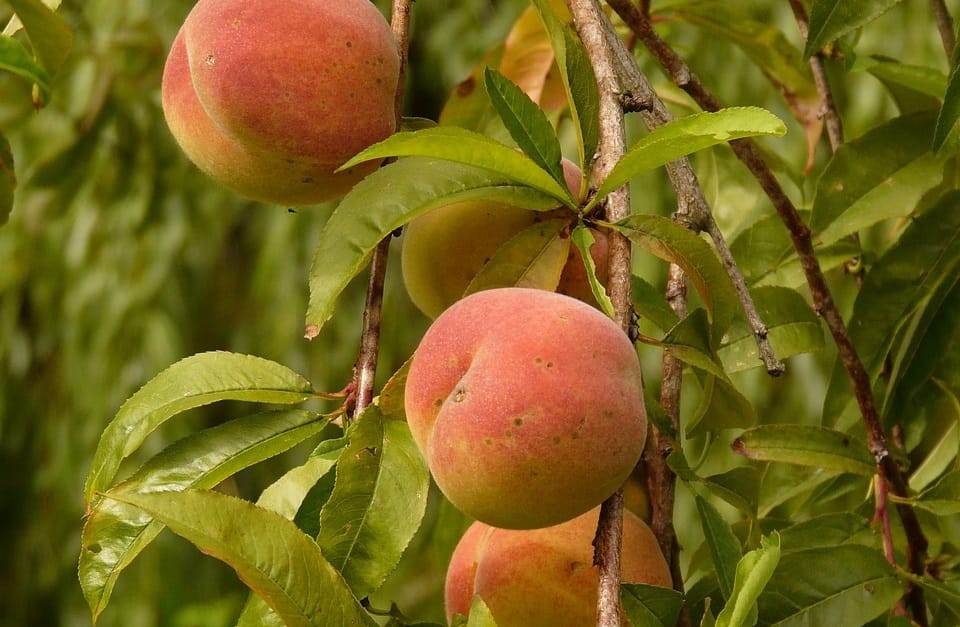 Maladies et ravageurs de Pêcher