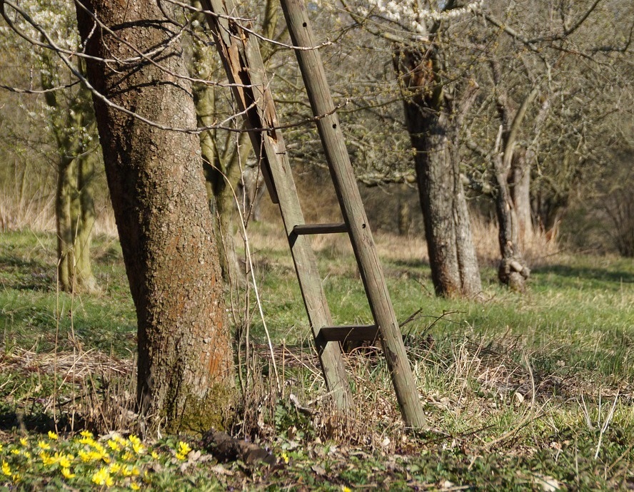 Arbres fruitiers à ne pas tailler