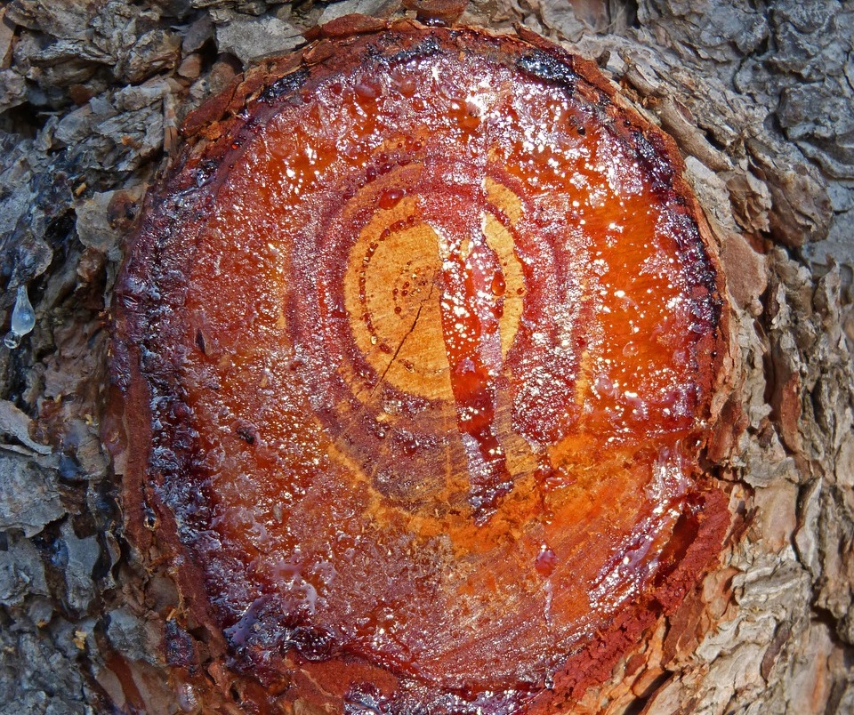Arbres fruitiers à ne pas tailler