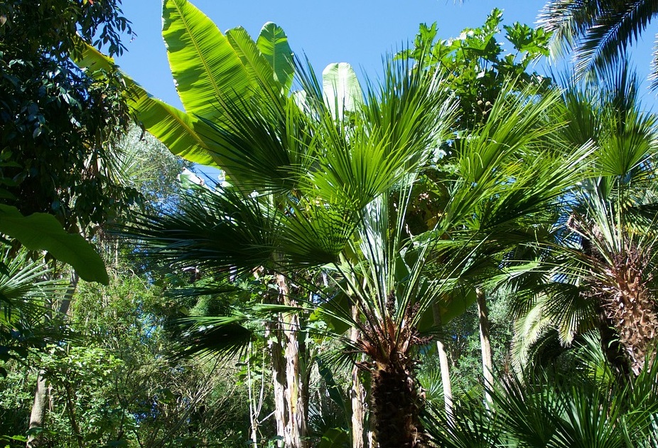 Arbres fruitiers à ne pas tailler
