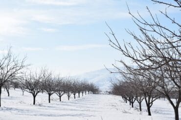 Arbres fruitiers à ne pas tailler : 9 exemples importants.