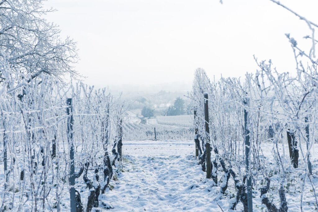 Heures de froid des végétaux