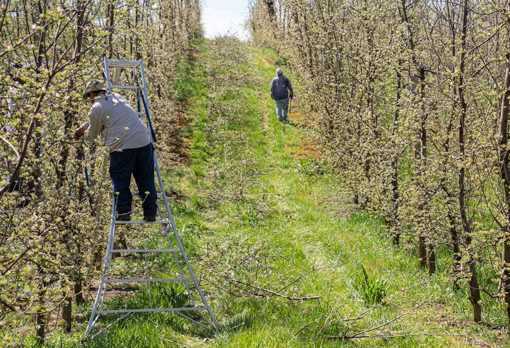 Effet de Gel sur arbres à la Taille