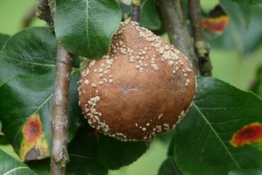 Arbres fruitiers à ne pas tailler : 9 exemples importants.