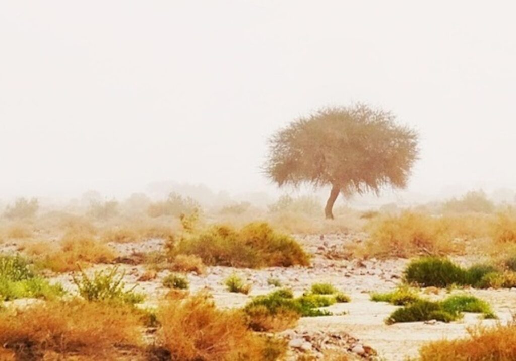 Arbustes adventices en agriculture