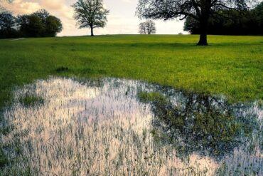 Maladies et ravageurs de Bananier : 4 les plus importants.