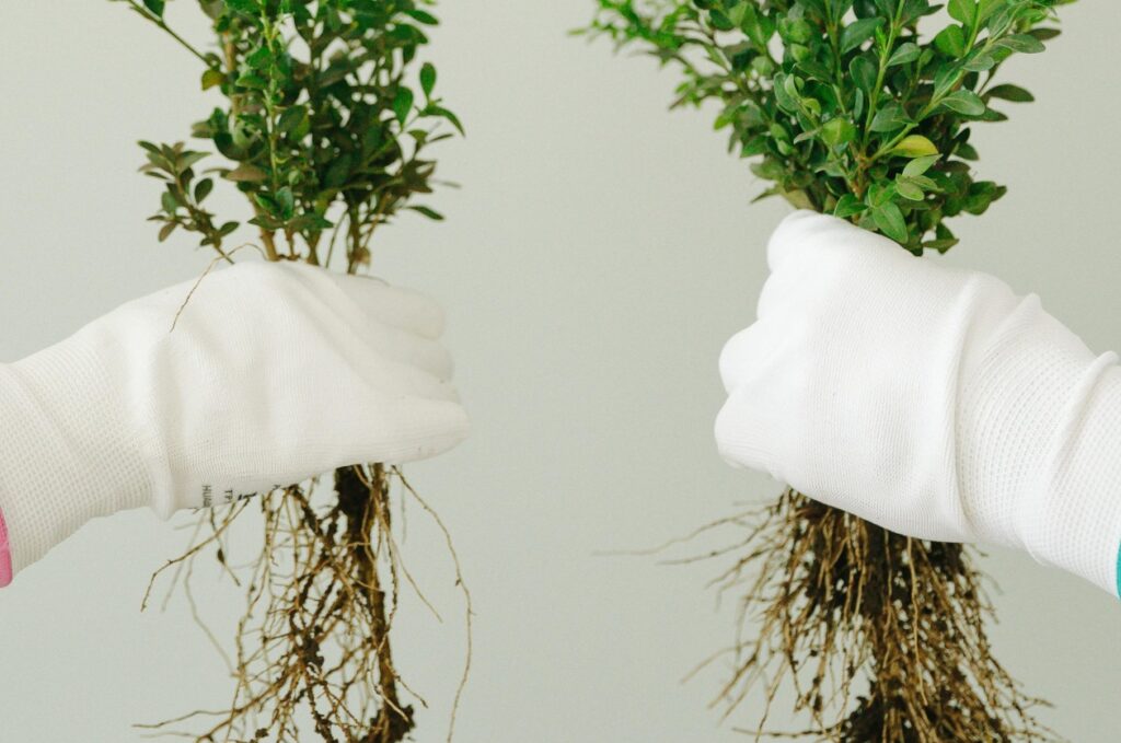 Biostimulants en agriculture