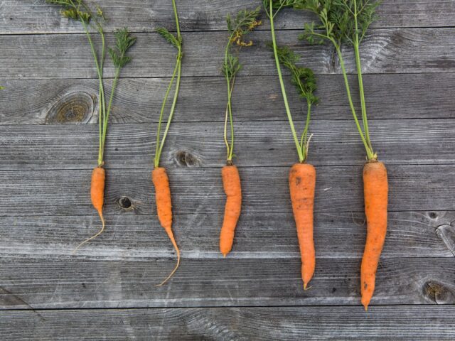 Biostimulants en production végétale