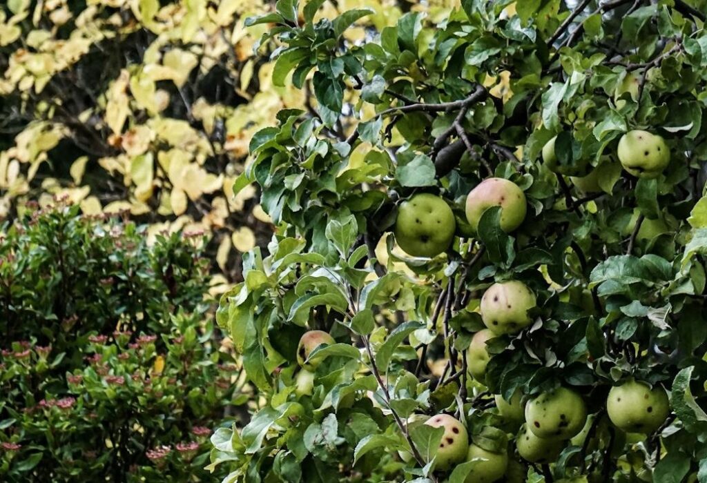 Maladies et ravageurs de Pommier