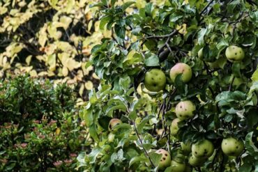 Heures de froid des cultures végétales : 12 ex. importants.