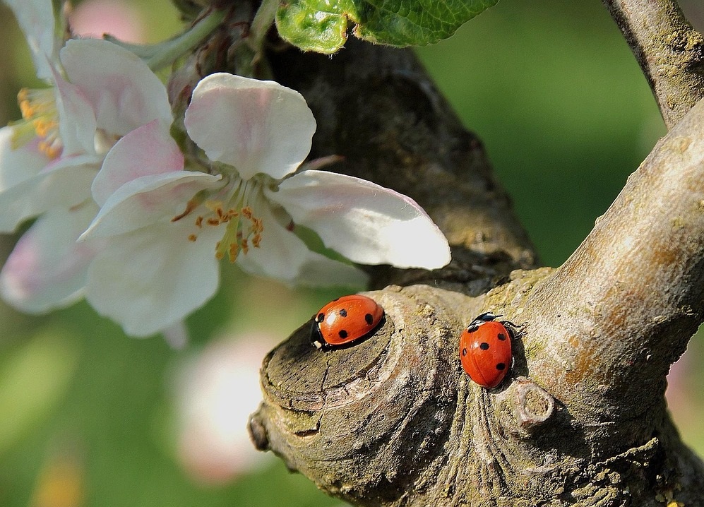 Maladies et ravageurs de Pommier