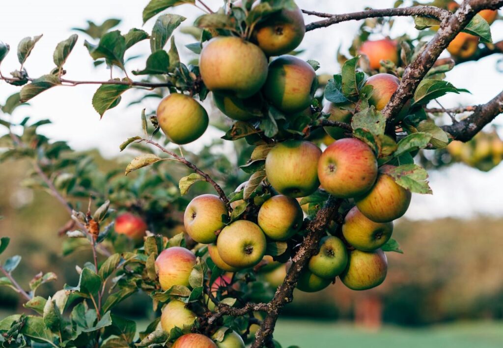 Maladies et ravageurs de Pommier