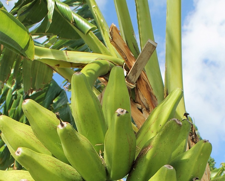Maladies et ravageurs de Bananier