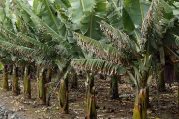 Arbustes adventices : 5 moyens efficaces d’éradication.