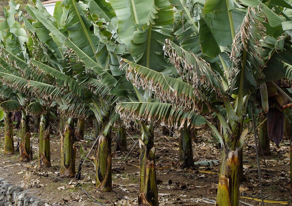 Maladies et ravageurs de Bananier
