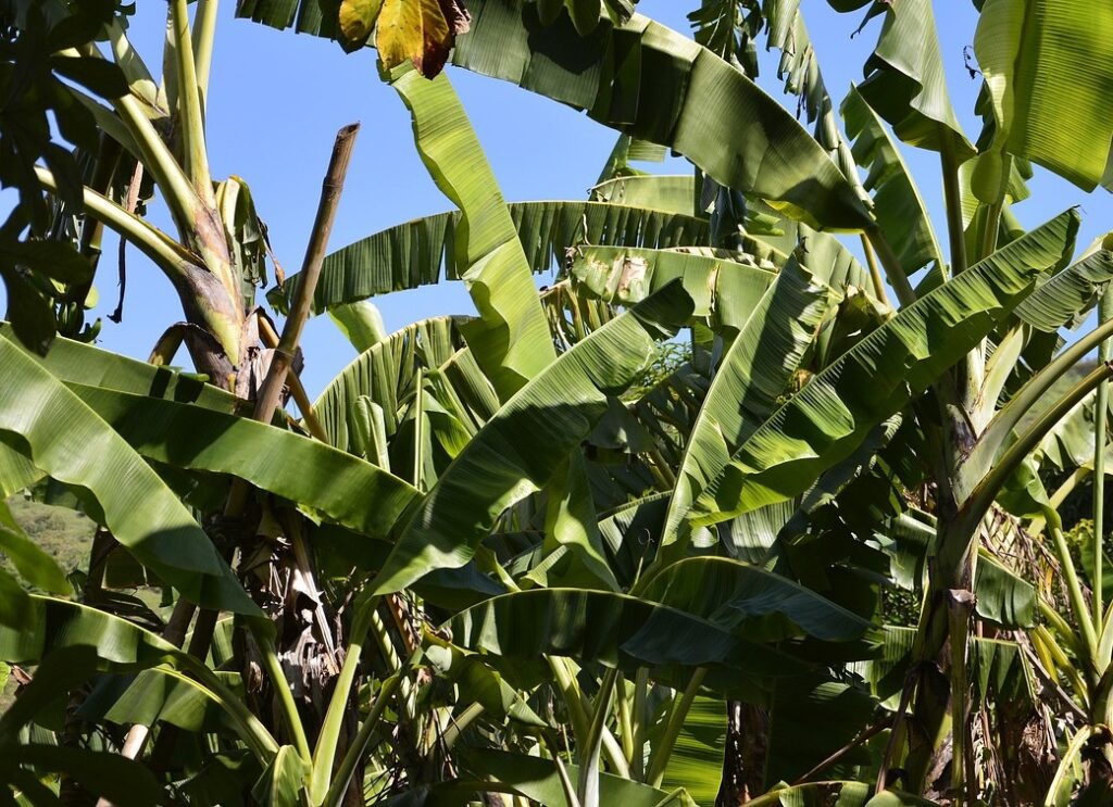 Maladies et ravageurs de Bananier