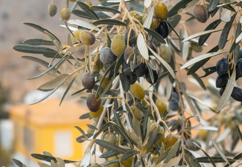 Maladies et ravageurs d’Olivier